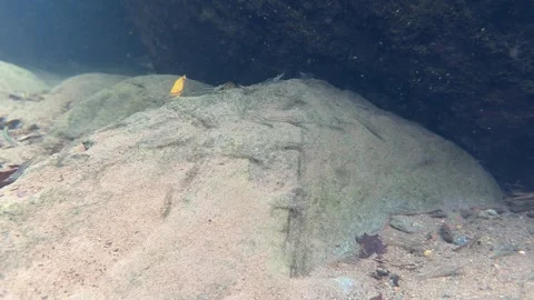 Small shrimps on rock Stock Footage 308723809