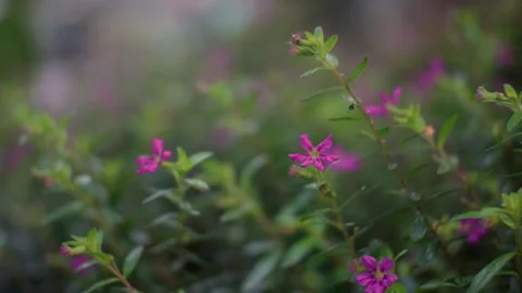 Small shrub pink flowers Stock Footage 294660331
