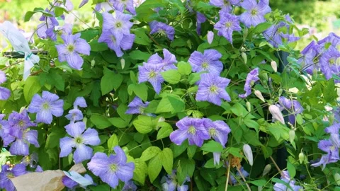 A small shrub with small purple flowers. Stock Footage 244422132