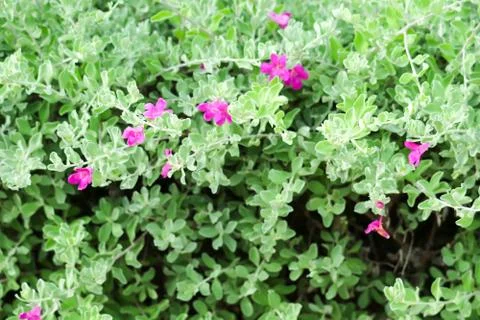Small shrub Stems break many branches, they set up Dense bush 库存照片