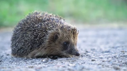 Small shy prickly hedgehog cautiously looks around on a sunny summer day Stock Footage 146568526