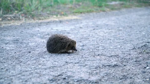 Small shy prickly hedgehog cautiously looks around on a sunny summer day Stock Footage 148310433