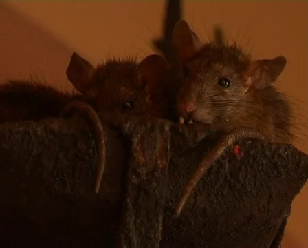 Small shy rats Stock Footage 458714