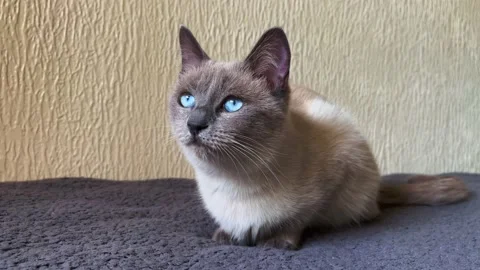 Small Siamese kitten with blue eyes relaxing on the sofa Stock Footage 225924234