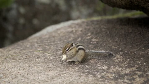 Small siberian chipmunk eats on rock boulder in forest. Wild scene from summer Vídeos de archivo 171940348