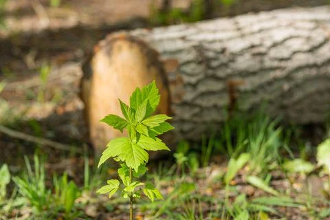 A small Siberian maple tree on the background of a sawn log in the forest Stock Photos