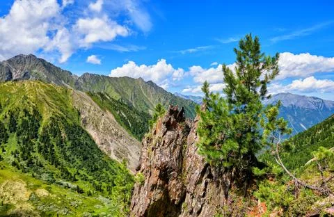Small Siberian pine of cliff Stock Photos