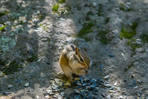 A small Siberian striped chipmunk eats sunflower seeds Stock Photos