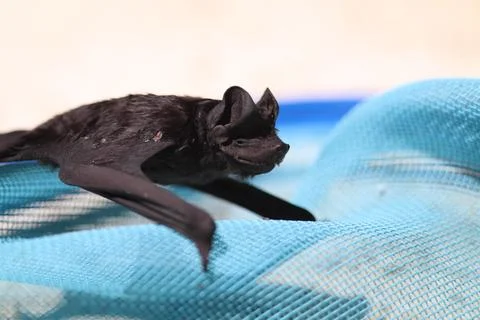 A small sick bat over a blue net Stock Photos