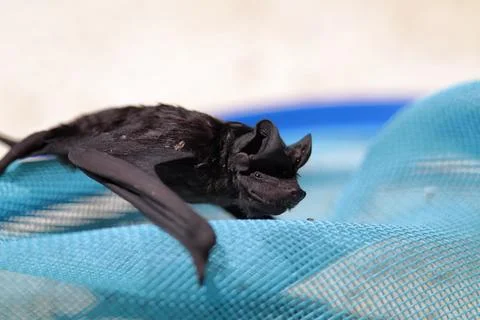 A small sick bat over a blue net Stock Photos