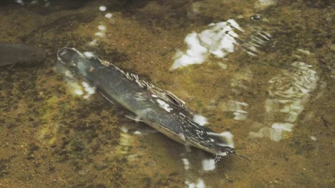The small sick catfish in shallow clear water Stock Footage 332397084