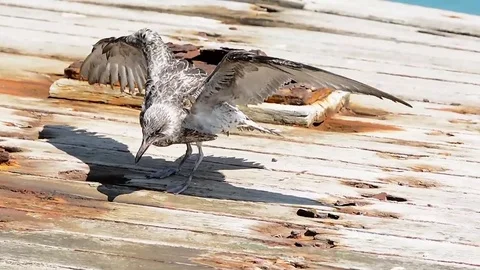 Small sick gull Stock Footage 79278779