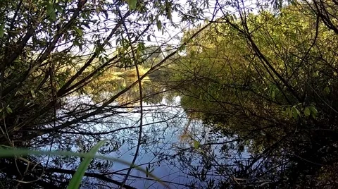 Small silent lake with willow bushes Stock Footage 68516758