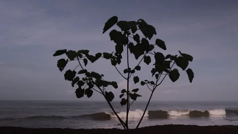 Small Silhouetted Tree by the Coast. Jaco, Costa Rica. Stock Footage 243389271