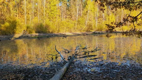 Small silty lake among a deciduous autumn forest with yellow leaves. Panning Stockbeeldmateriaal 289640272