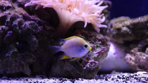 A Small Silver and Yellow Fish Swims in an Aquarium - Shallow Depth of Field Video stock 246007357