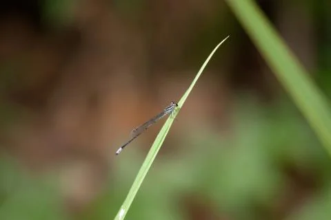 Small silver dragonfly sitting resting on green leaf in the morning sun. Stock Photos