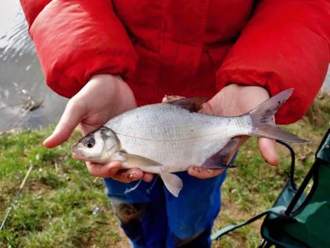 Small silver fish aught on corn in hands of young fisherman with red jacket.. Stock Photos
