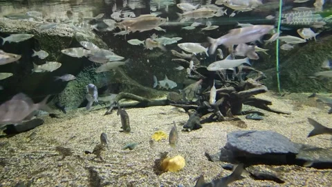 Small silver fish swim in a large aquarium. Inhabitants of the seas, rivers 库存影片 253171398