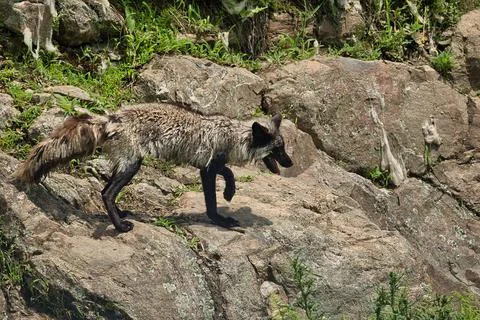 Small silver fox walking on a boulder during a hot summer day. Stock Photos
