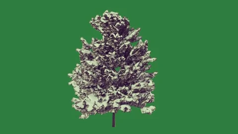 A small silver tree on green screen and white christmas animated chromakey Video stock 335130108