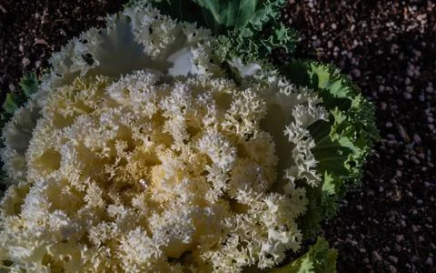 Small single drop of water sparkling in middle of white cabbage flower bathed Stock Photos