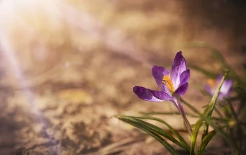 Small single flower in the corner on brown ground background with copy space Stock Photos