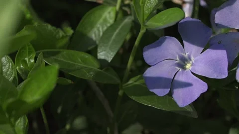 Small single hyacinth flower. Stock Footage 186814288