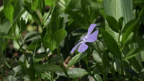 Small single hyacinth flower. Stock Footage 186816225
