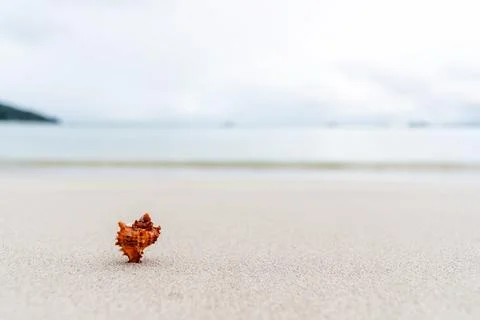 Small single seashell sits on a sandy beach with blurred background Stock Photos