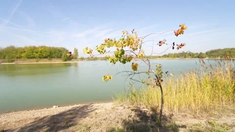 A small single tree sapling at a big fishing lake Stock Footage 227699447