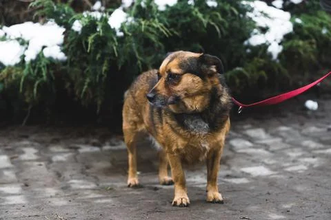 Small size dog captured in winter in the shelter Stock Photos