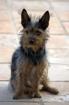 Small size dog posing towards the camera Stock-Fotos