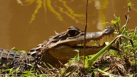 Small sized alligator resting near body of water and breathing Video stock 123555784