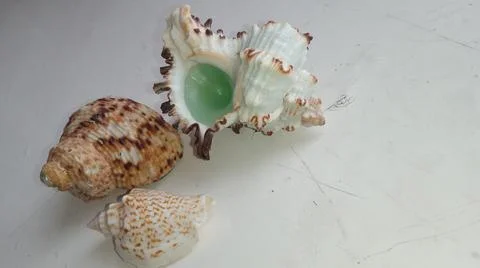 Small-sized seashells Stock Photos