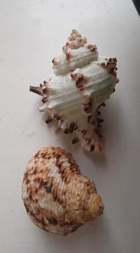Small-sized seashells Stock Photos