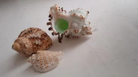 Small-sized seashells Stock Photos
