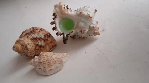 Small-sized seashells Stock Photos