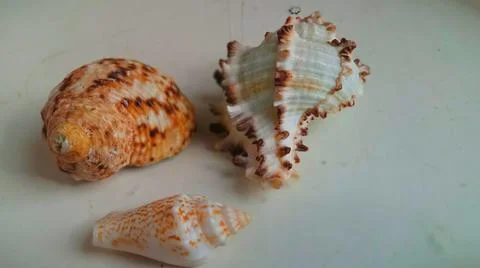 Small-sized seashells Stock Photos