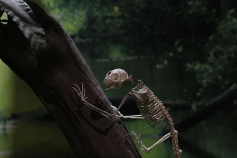 A small skeleton clings to a dark fallen log by a tranquil, greenish body of  Stock Photos