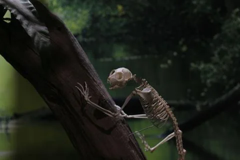 A small skeleton clings to a dark, weathered branch with a blurred green fore Stock Photos