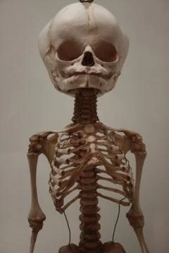 Small Skeleton Stock Photos