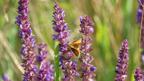 Small Skipper Butterfly on a Field of Meadow Clary Stock Footage 317634352