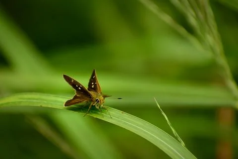 Small skipper butterfly on green leaf Stock Photos