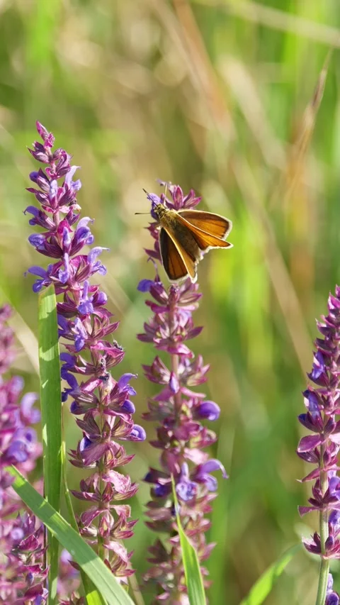 Small Skipper Butterfly on a Meadow Clary Flower Stock Footage 317634357