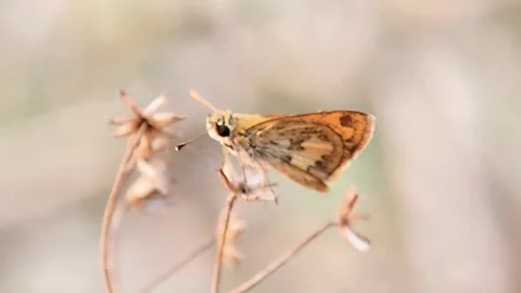 Small Skipper Butterfly Perched on Dried Flower Macro Side View FHD Video stock 321067441