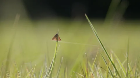 Small Skipper Butterfly Perched on Grass Blade, Macro, 4K 60fps Stock Footage 334441985