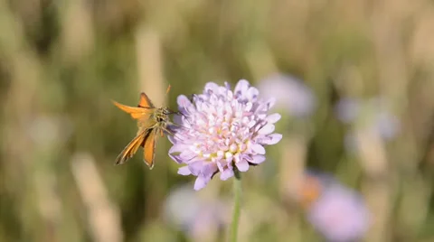 Small skipper female on field scabious Stock Footage 29639194