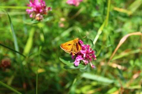 Small skipper on a flower Stock Photos