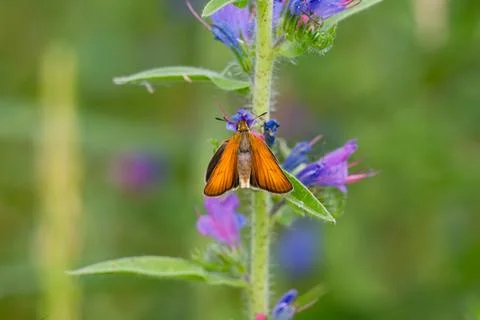 Small skipper on flower Fotos de archivo